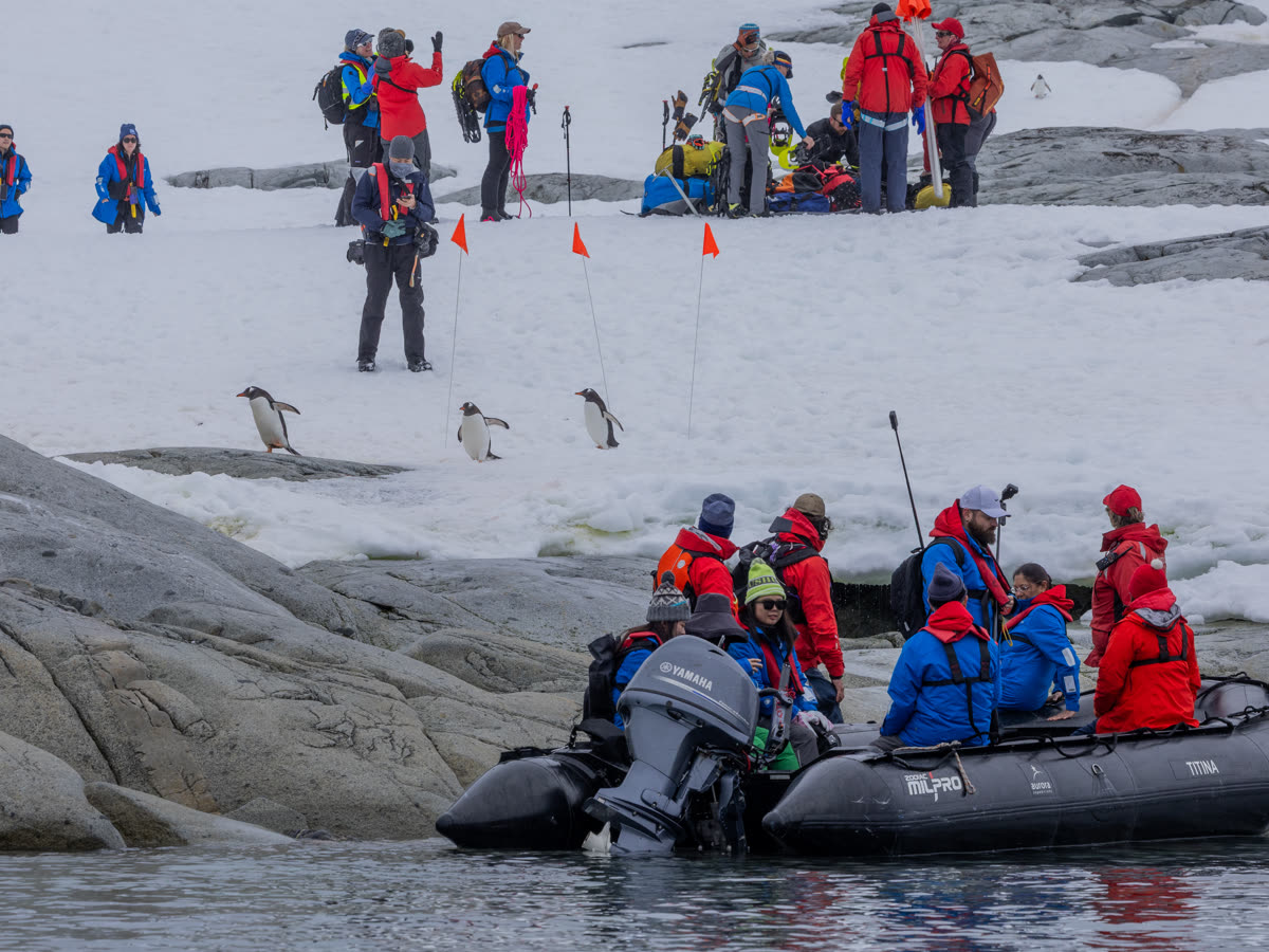Falklandinseln, Südgeorgien & Antarktische Halbinsel | MS SYLVIA EARLE