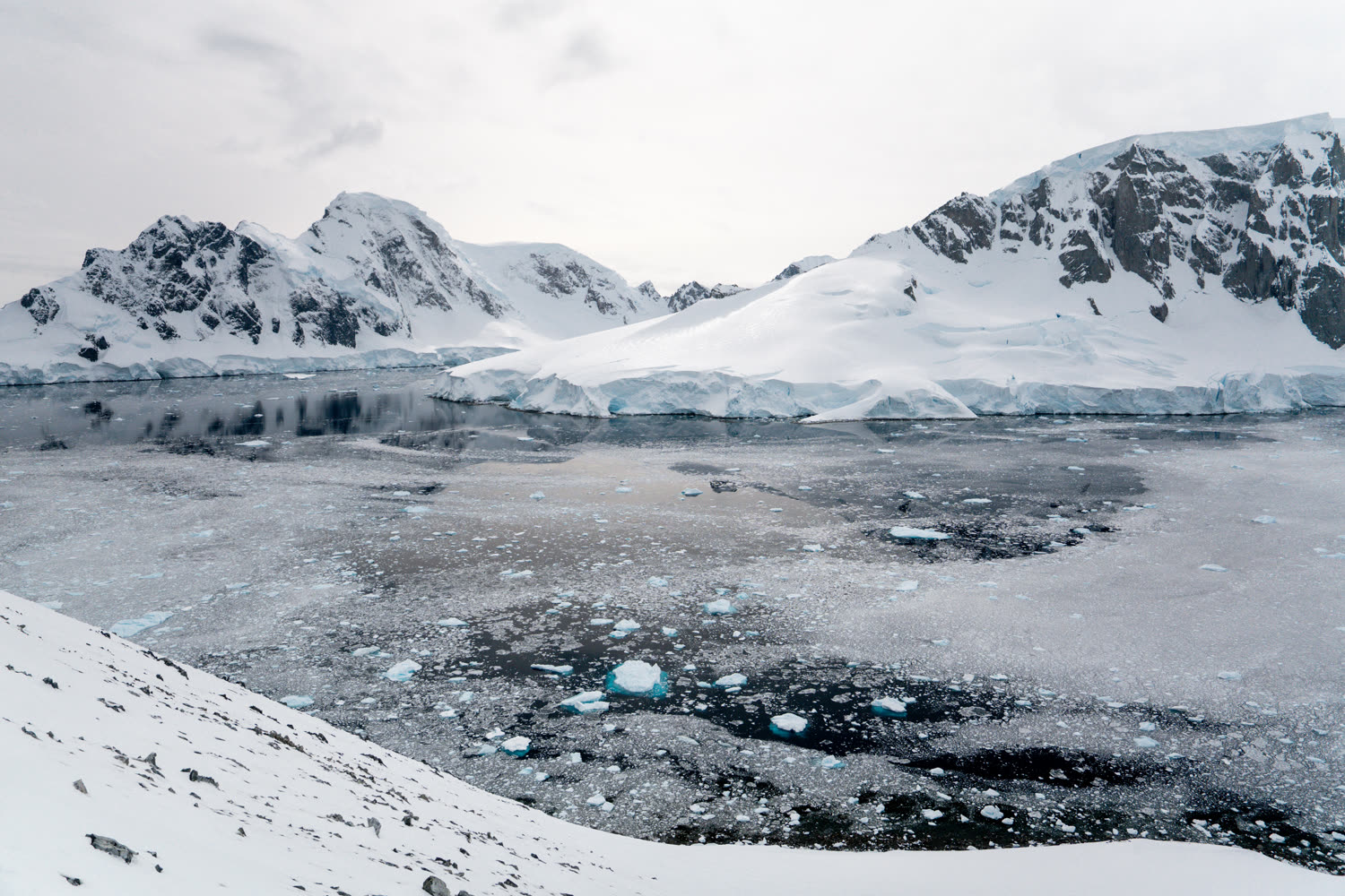 Orne Harbour — Zügelpinguine am Hang — Foto: G Adventures