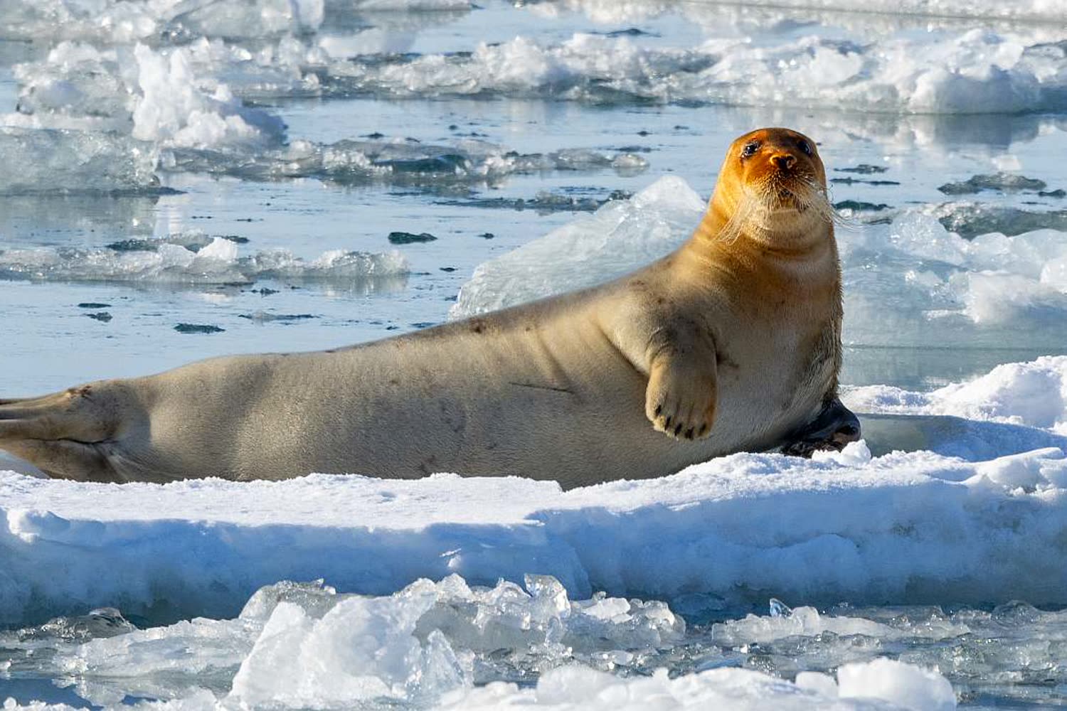Eiswelt — Foto: G Adventures