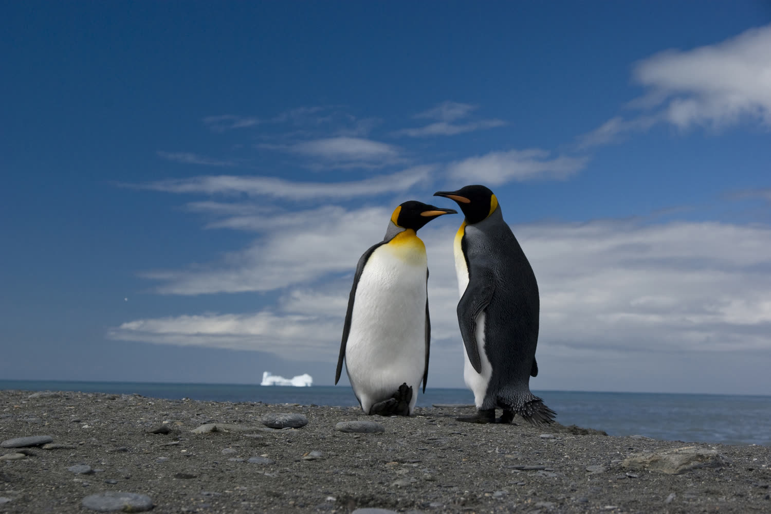 Südgeorgien — Königspinguine und wilde Berge — Foto: G Adventures