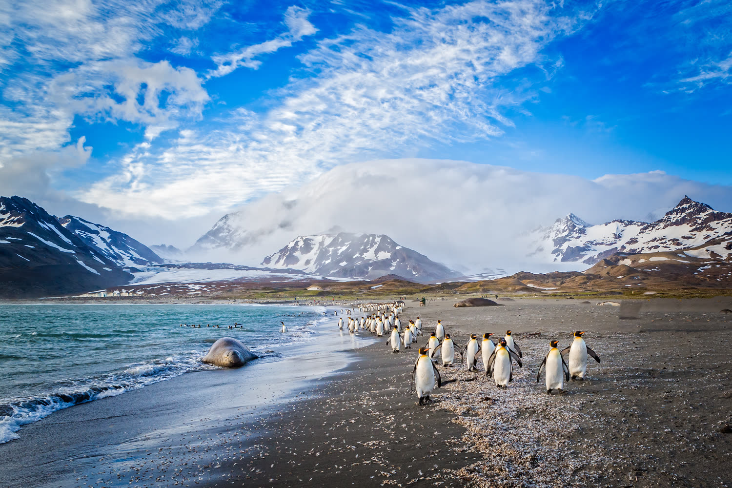 Falklandinseln — Schwarzbrauenalbatrosse und Tussockgras — Foto: G Adventures