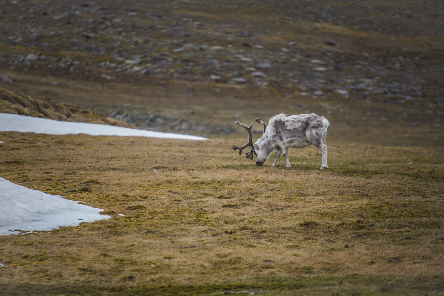 Spitzbergen-Fjordlandschaft — Foto: G Adventures