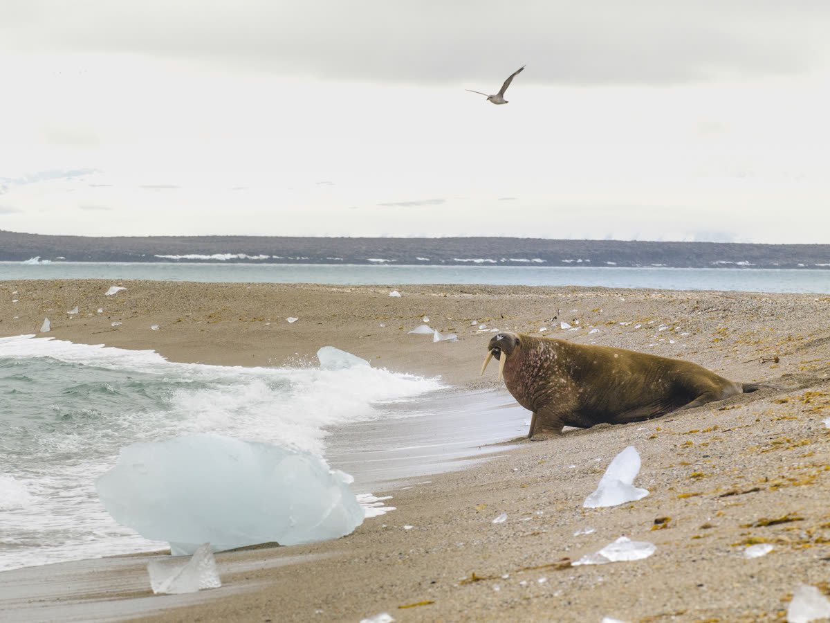 Jenseits des Polarkreises: Tromsø bis Spitzbergen | MS EXPEDITION