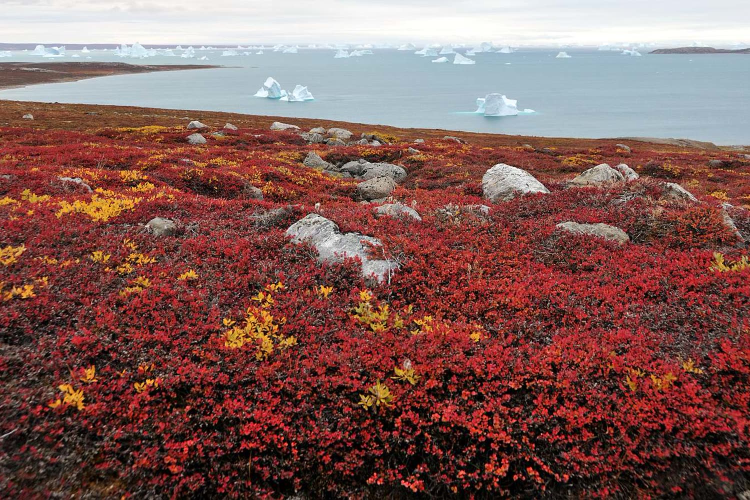 Herbstliche Tundra mit Eisbergen — Foto: G Adventures