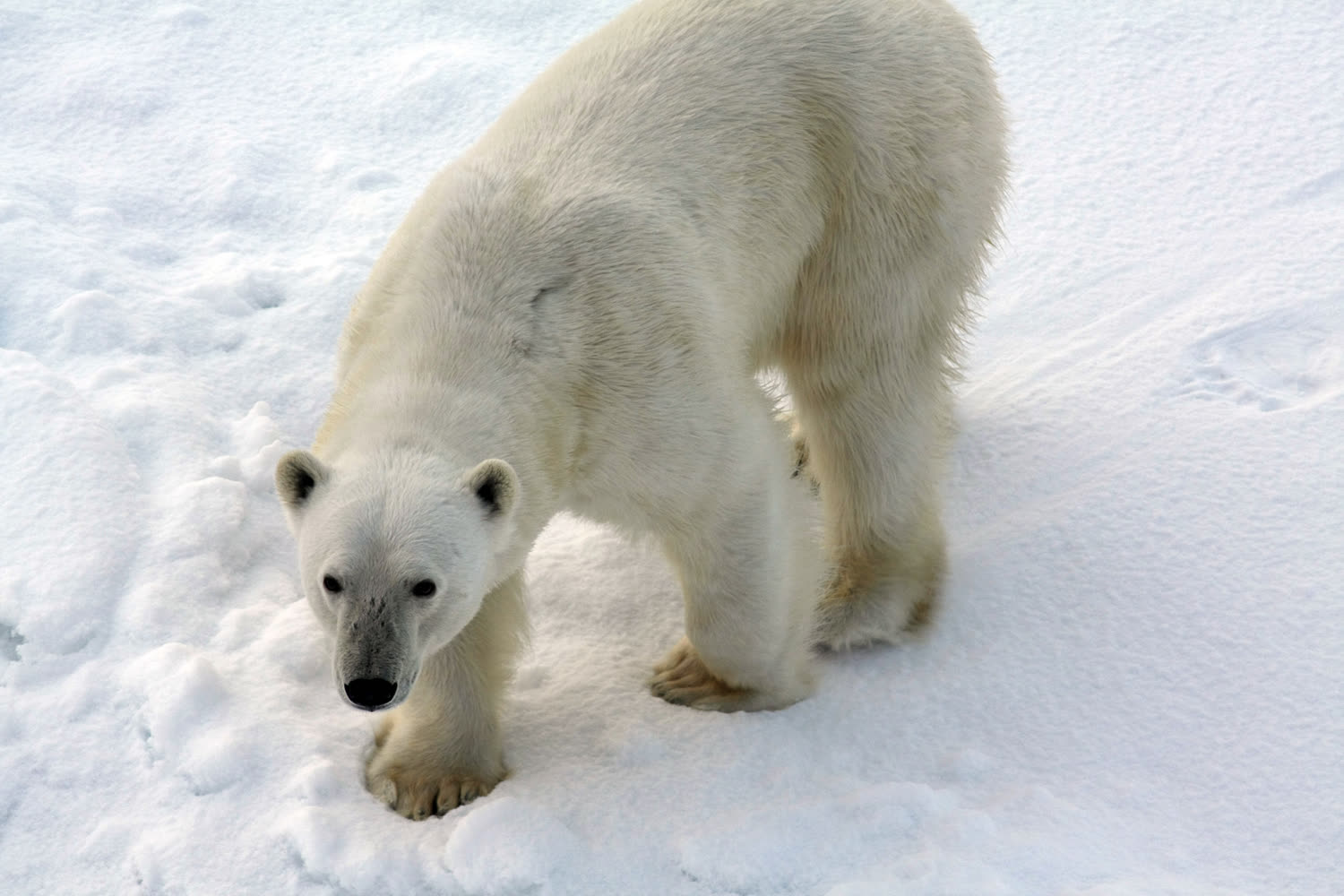 Spitzbergen-Wildnis — Foto: G Adventures