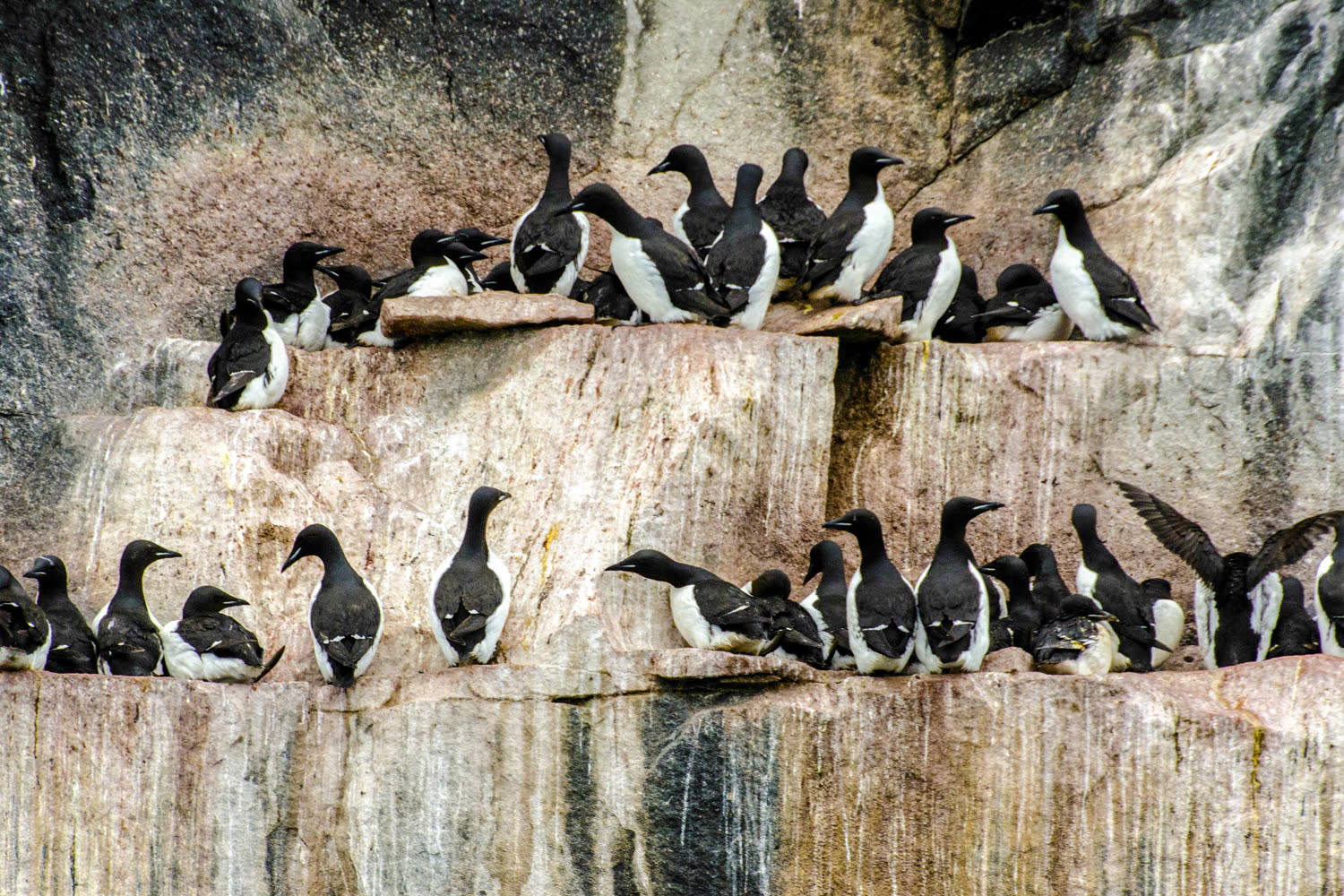 Eisbär in seinem natürlichen Lebensraum — Foto: G Adventures