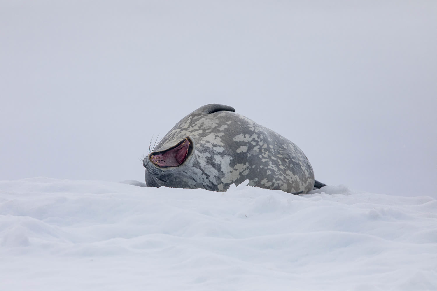 Cuverville Island — größte Eselspinguin-Kolonie der Halbinsel — Foto: G Adventures