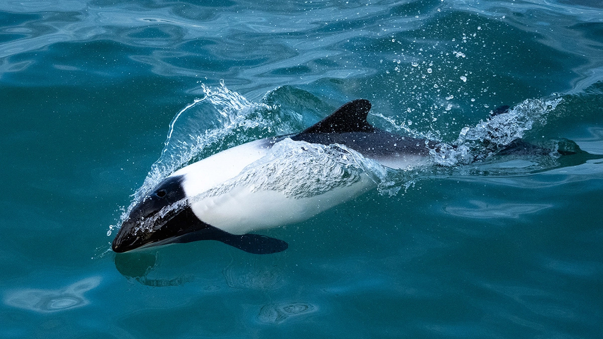 Punta-Arenas-Chile-HGR-155048- Photo Yuri Matisse Choufour 1200x675px — Foto: HX