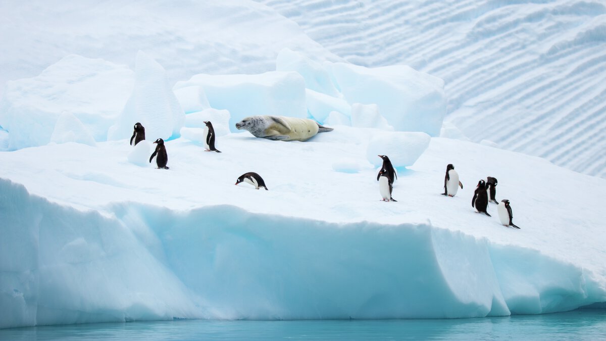 Neko Harbour Antarctica HX 13865 1200x675 — Foto: HX