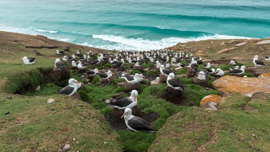 saunders_island_falklands_hgr_160726_photo_yuri_matisse_choufour_1200x675px — Foto: HX