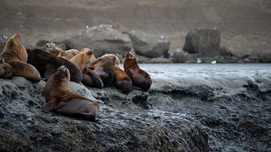 california_sea_lion_puerto_madryn_argentina_hgr_129293_photo_stefan_dall_1200x675px — Foto: HX