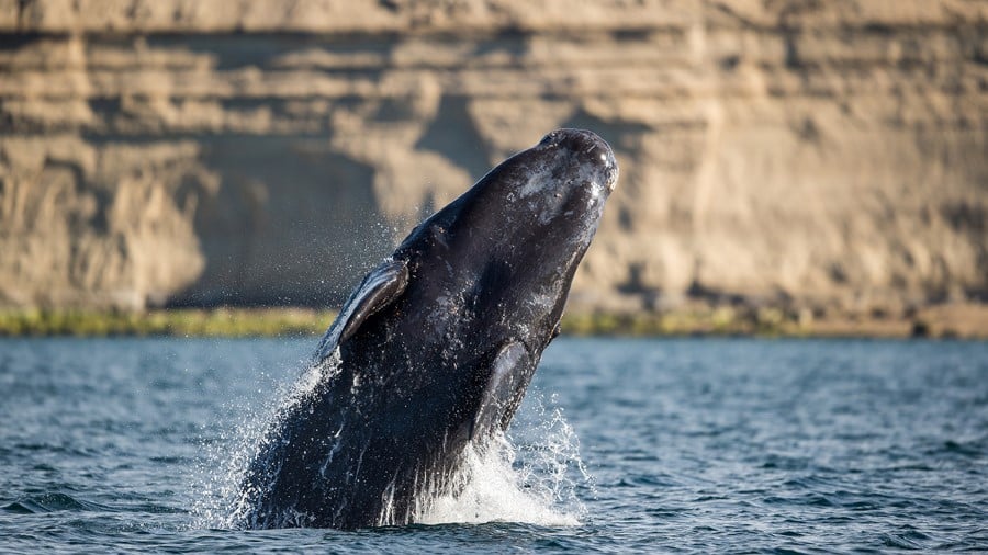 puerto_madryn_patagonia_argentina_hgr_117452_photo_andreas_kalvig_anderson_1200x675px — Foto: HX