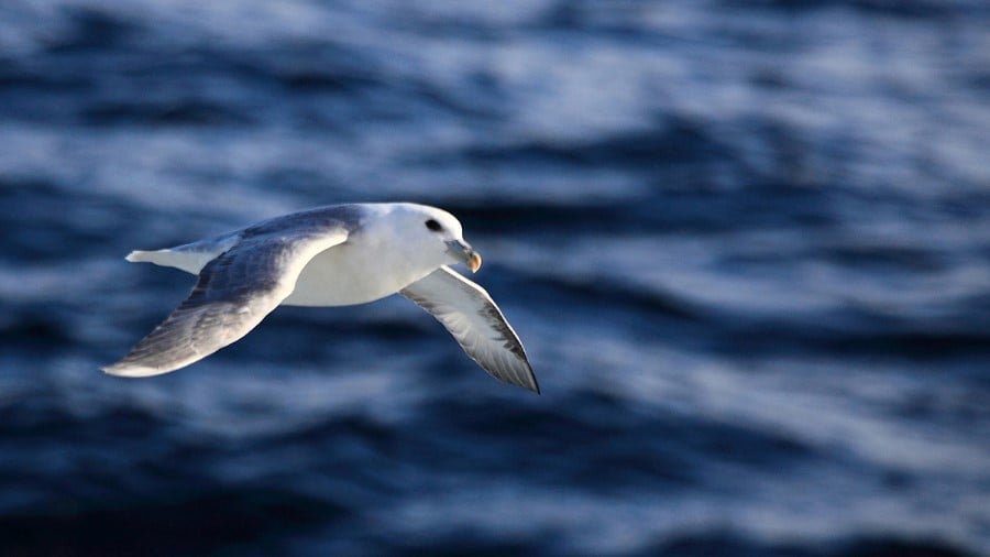 north-east-greenland-13-23-september-2010-hgr-70481-photo_photo_competition_1200x675px — Foto: HX