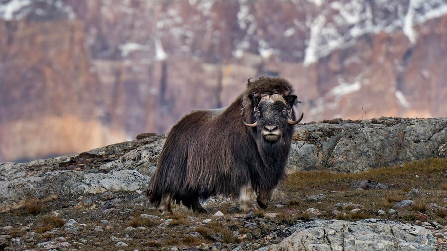 keiser_franz_joseph_fjord_greenland_hgr_152182_photo_getty_images_1200x675px — Foto: HX