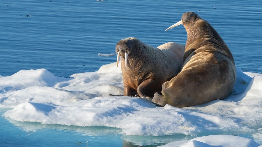 20230707_svalbard_alkefjellet_yurichoufour-08195-yuri-choufour_1200x675px — Foto: HX