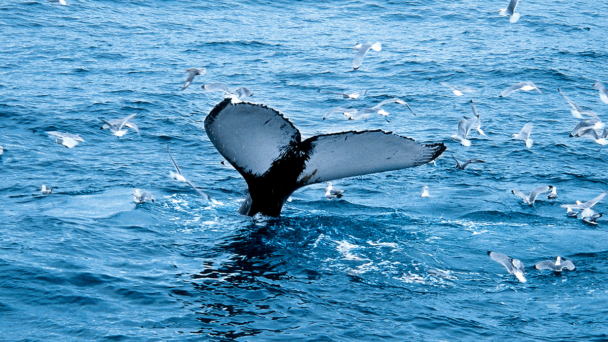 Whale, Svalbard. — Foto: HX