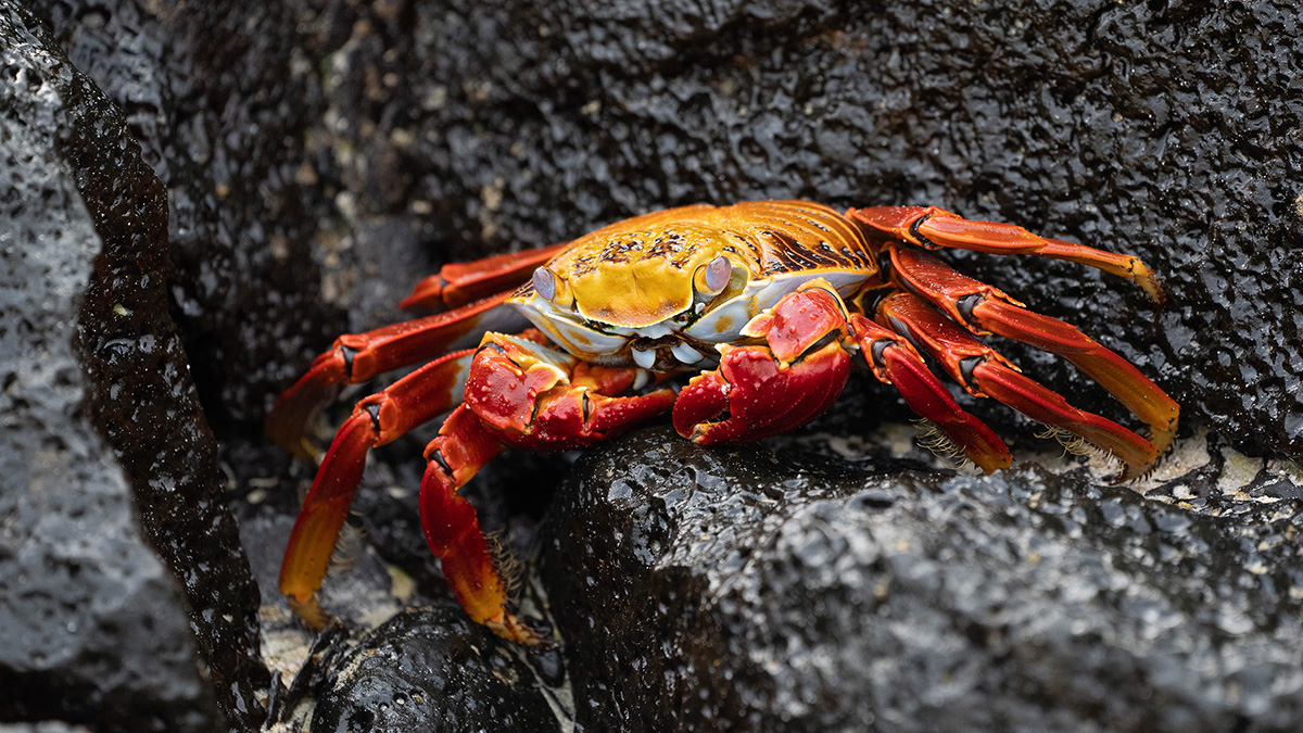 galapagos-hgr-159606-photo_john_chardine_web.jpg