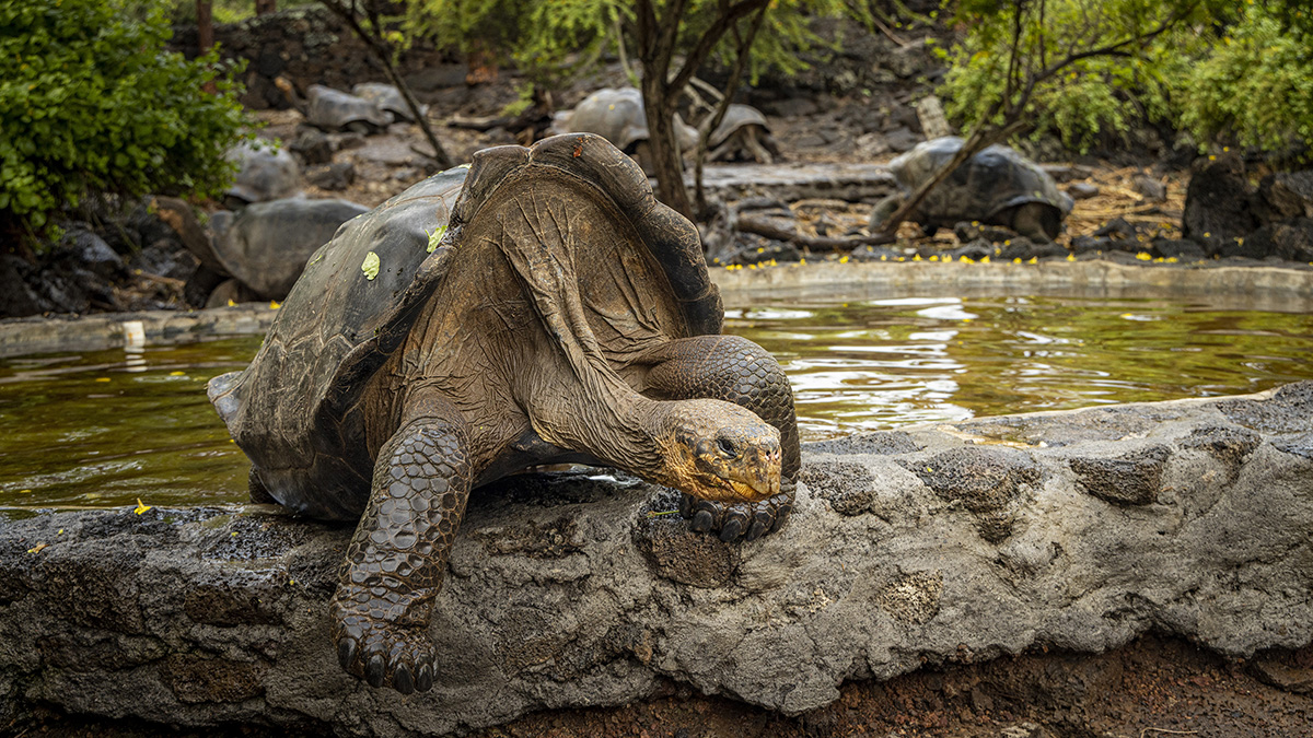 galapagos-ecuador-hgr-154164-photo_ashton_ray_hansen_web.jpg