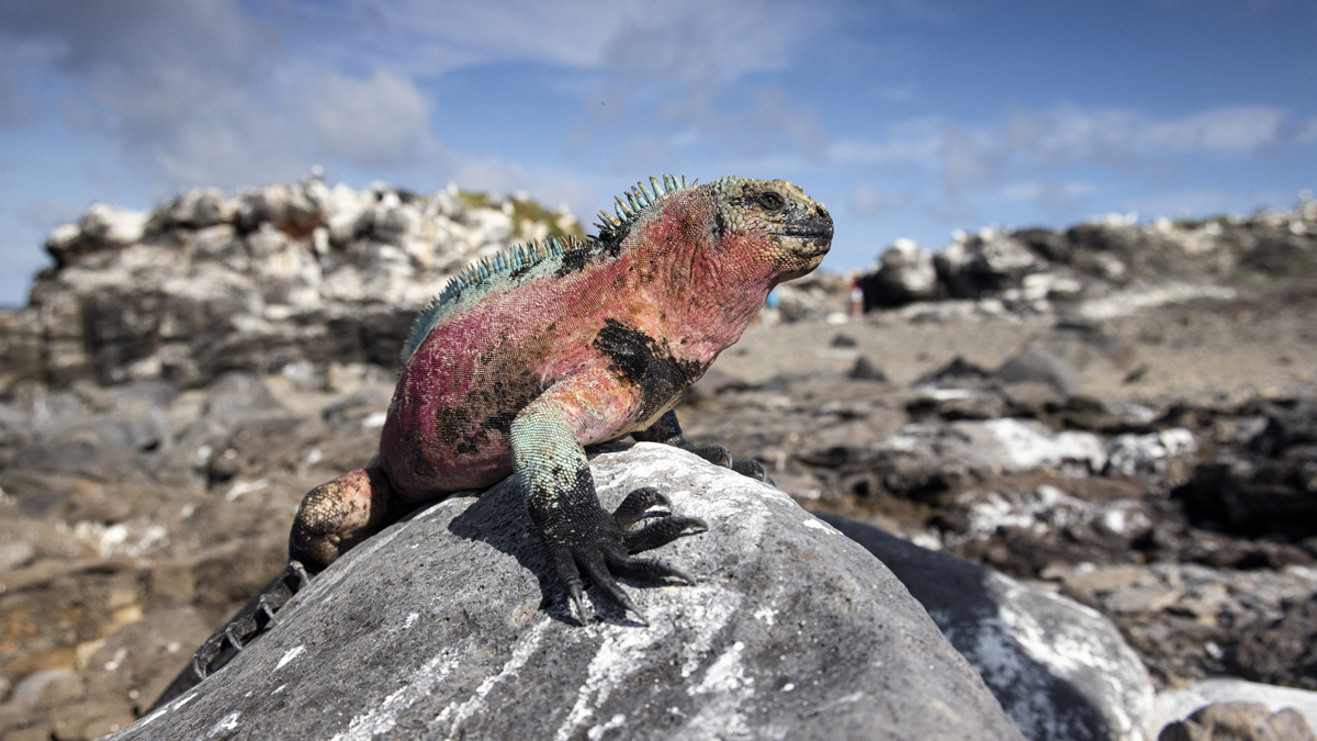 galapagos-ecuador-hgr-153966-photo_ashton_ray_hansen_web.jpg