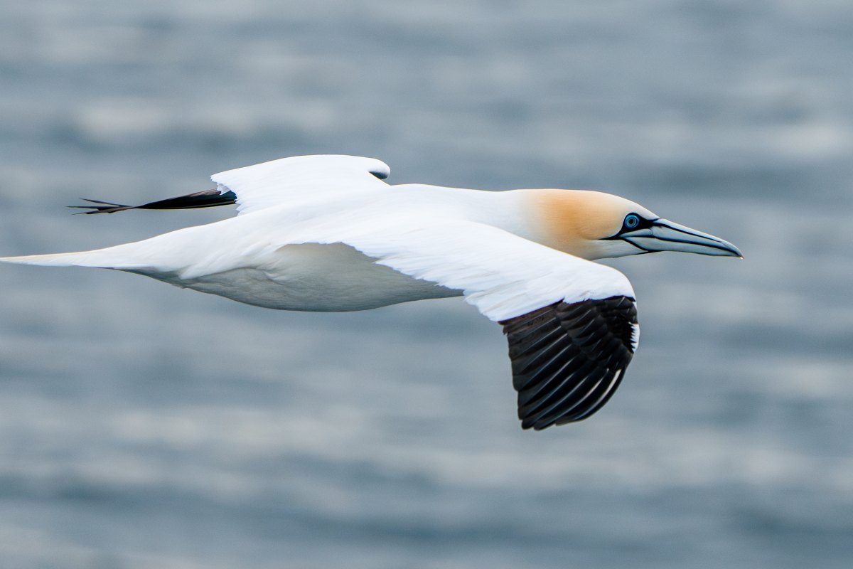 Basstölpel auf der Isle of Gigha · Foto: Kay Fochtmann
