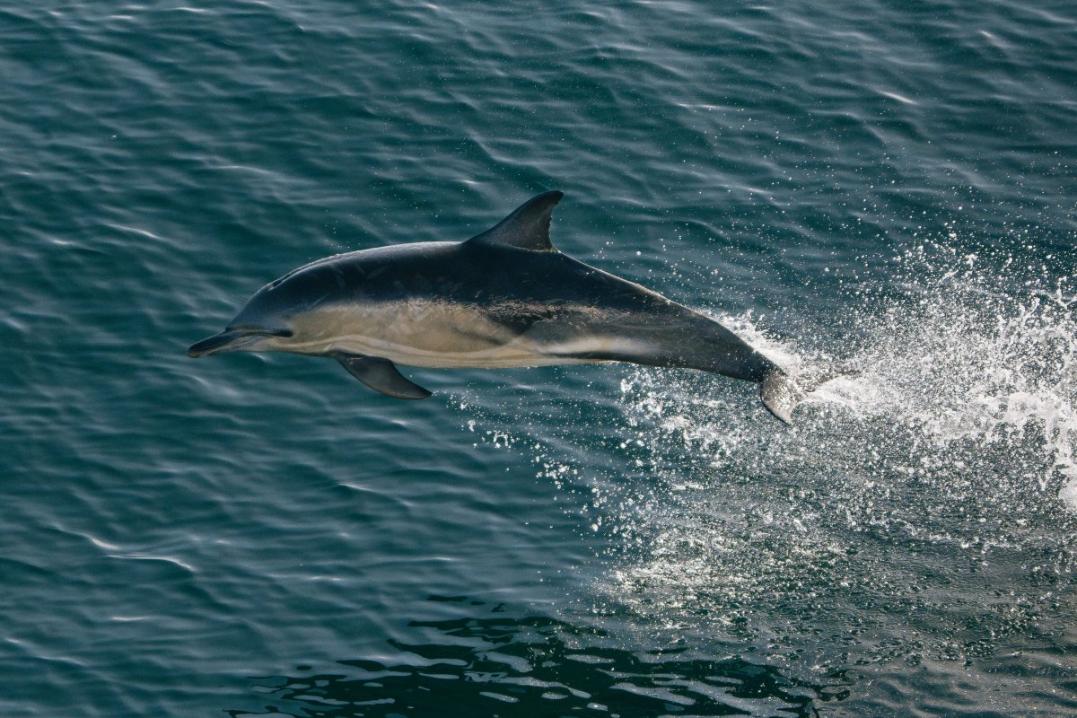 Delfine bei den Shiant Isles · Foto: Kay Fochtmann