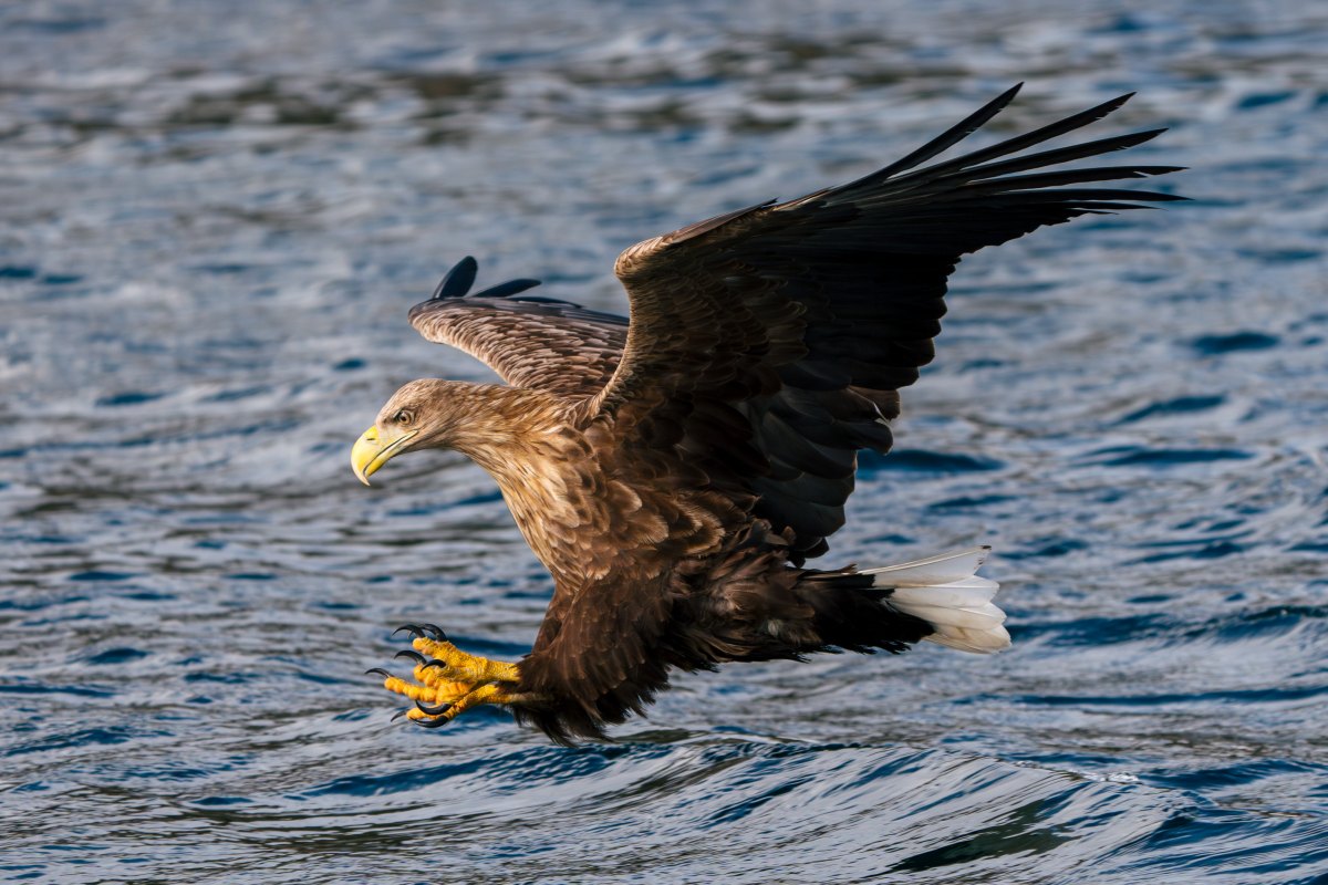 Seeadler über dem Raftsund · Foto: Kay Fochtmann