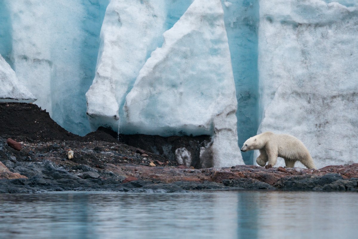 Eisbär in der Burgerbukta · Foto: Yuri Choufour