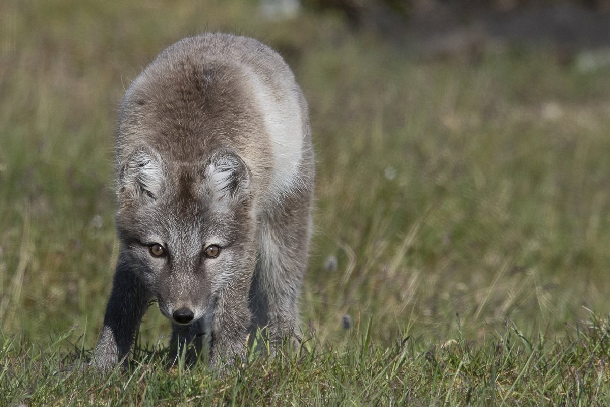 Polarfuchs in Vårsolbukta · Foto: Geraldine Prince