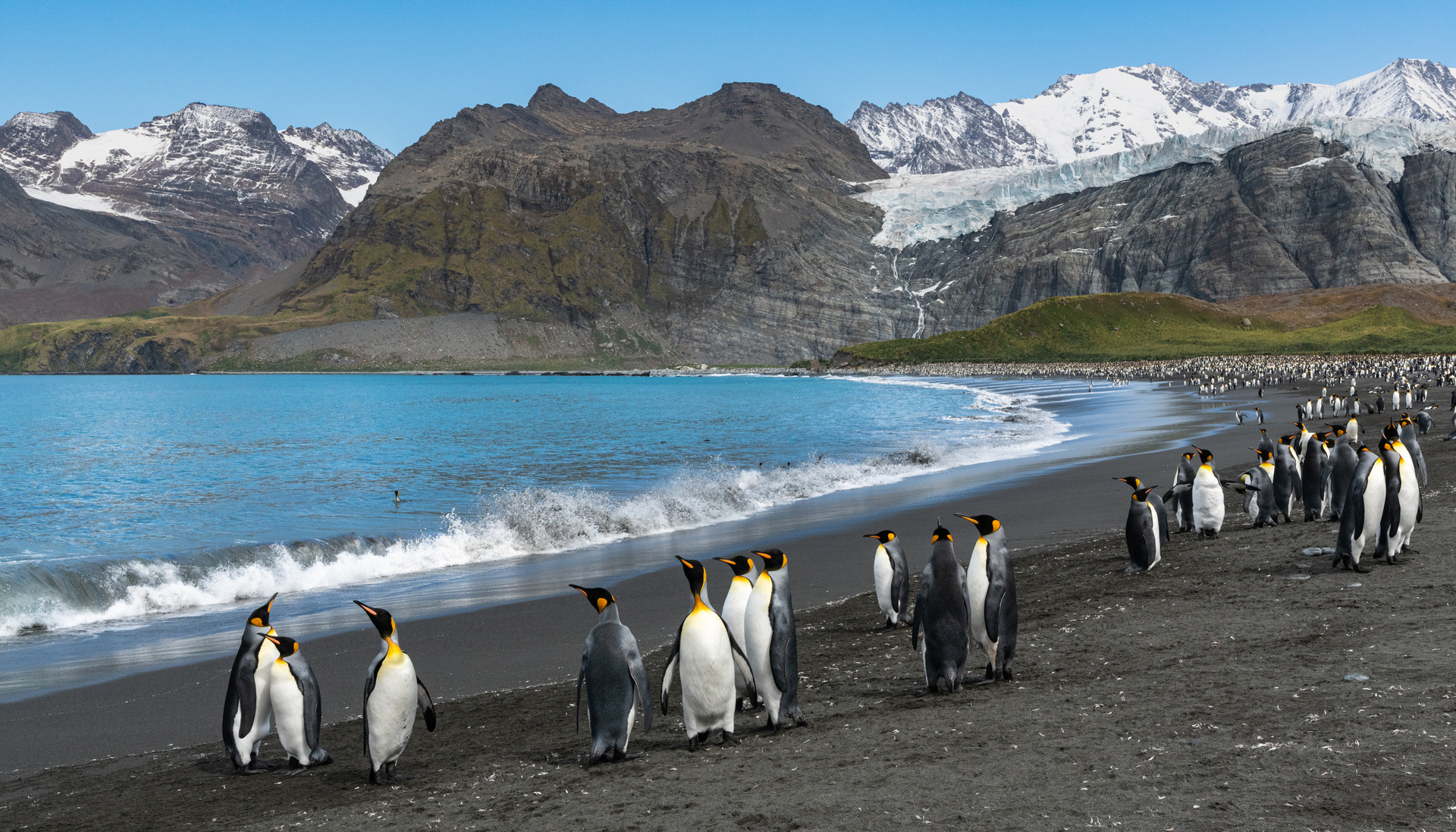 Kreuzfahrt in die Antarktis – Expeditionsreise Südgeorgien und Falkland-Inseln  | MS FRAM