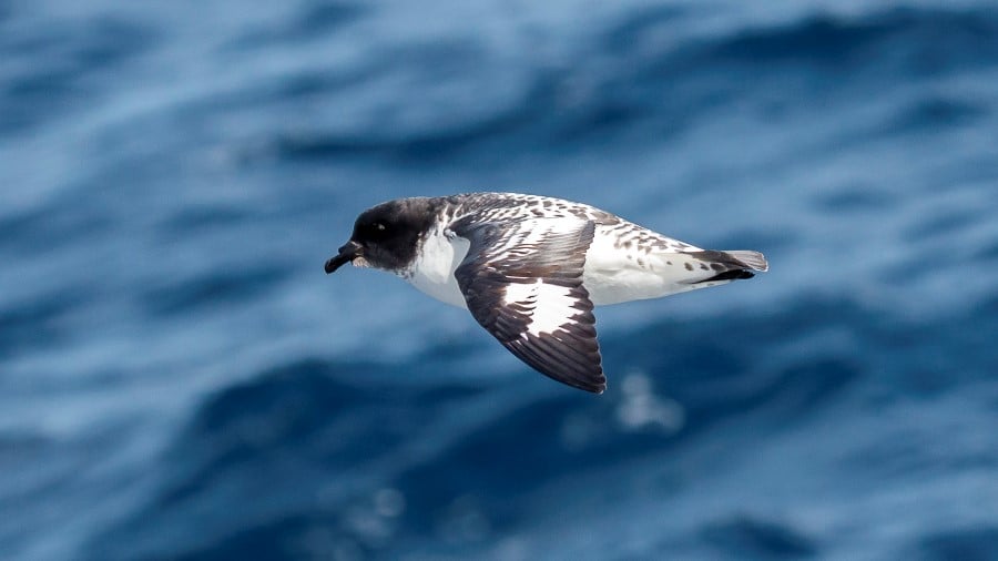 Die Natur erwacht zu neuem Leben – Kreuzfahrt in die Antarktis im Frühjahr | MS FRAM