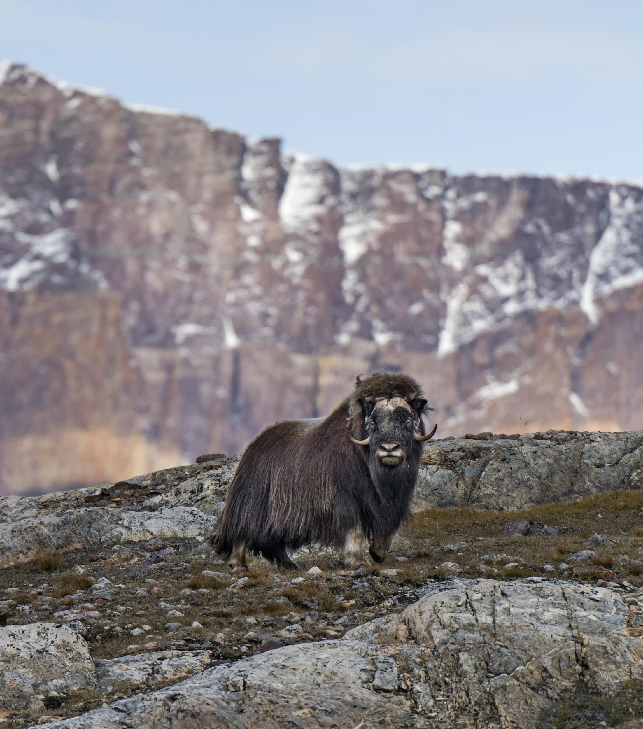 Idyllisches Grönland – Kurs auf den größten Nationalpark der Welt | MS FRAM