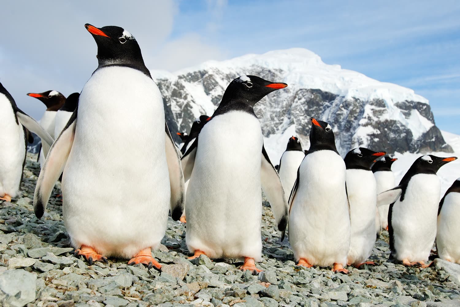Eselspinguine auf Danco Island — Foto: Oceanwide Expeditions
