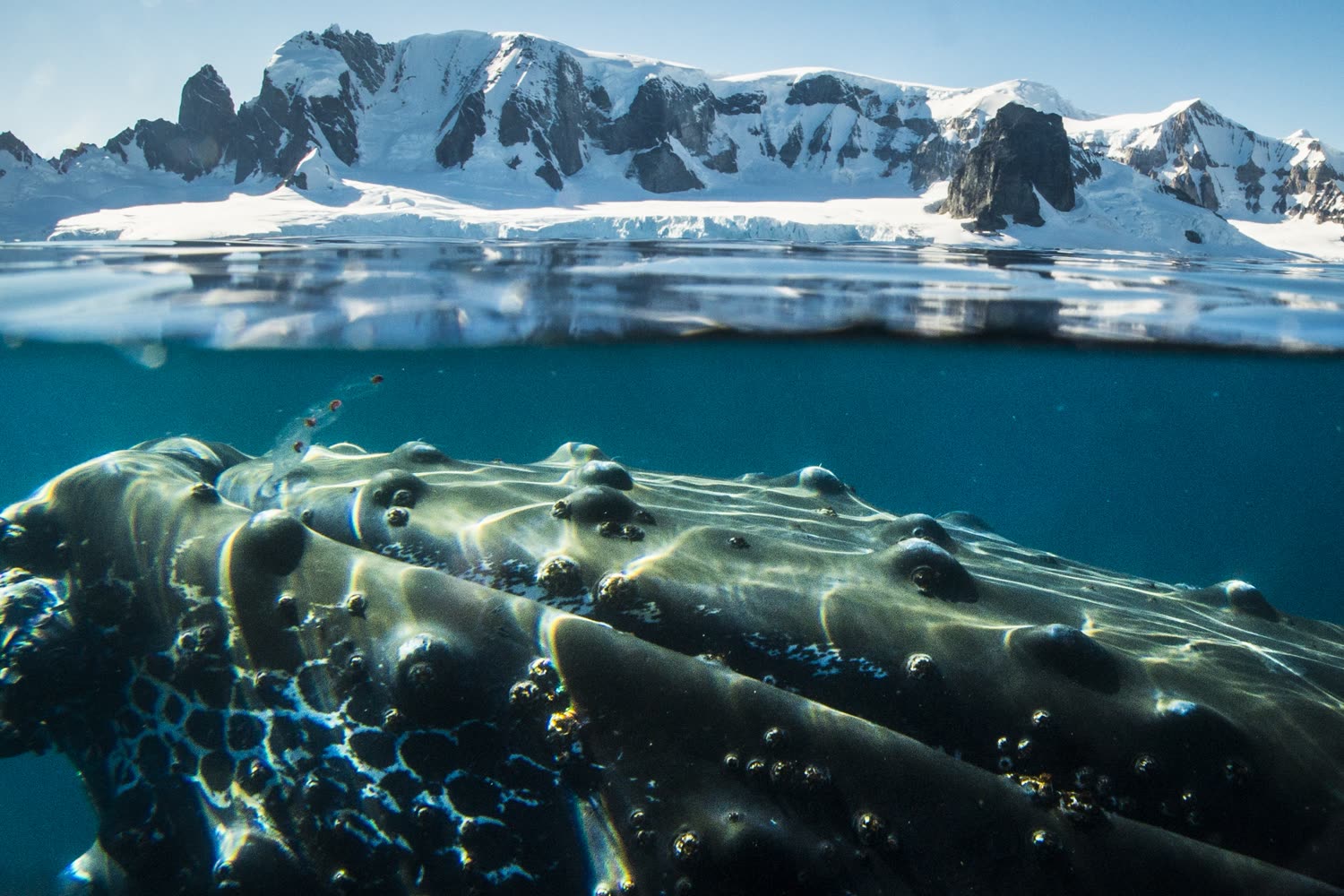 Buckelwal in der Antarktis — Foto: Oceanwide Expeditions