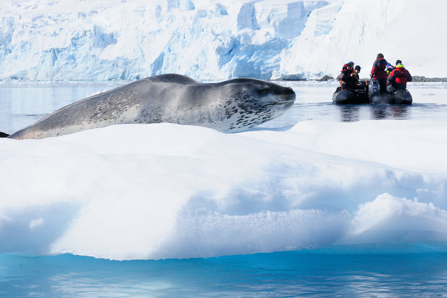 Leopardenrobbe Paradise Harbour — Foto: Oceanwide Expeditions