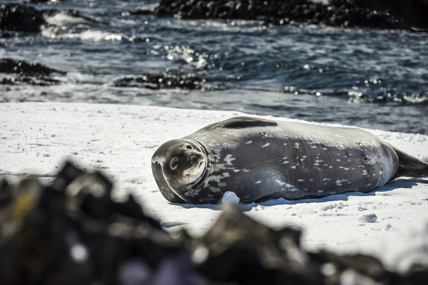 Weddellrobbe — Foto: Oceanwide Expeditions