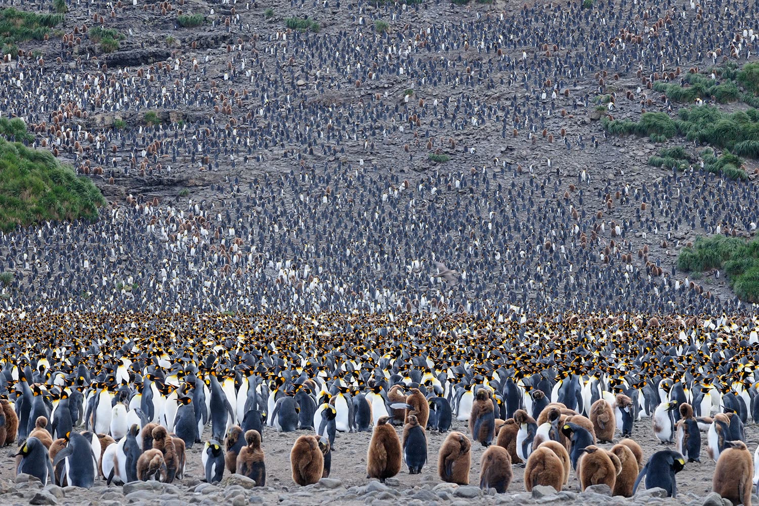 Königspinguin Salisbury Plain — Foto: Oceanwide Expeditions