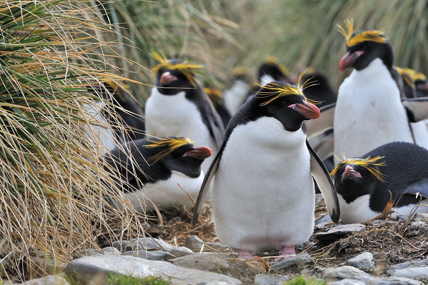 Goldschopfpinguine Südgeorgien — Foto: Oceanwide Expeditions