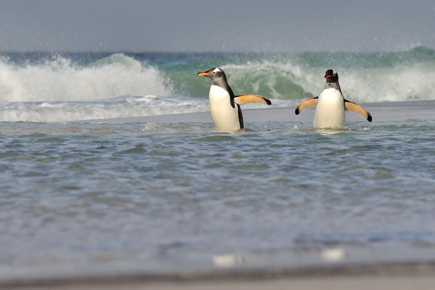Eselspinguine Saunders Island — Foto: Oceanwide Expeditions