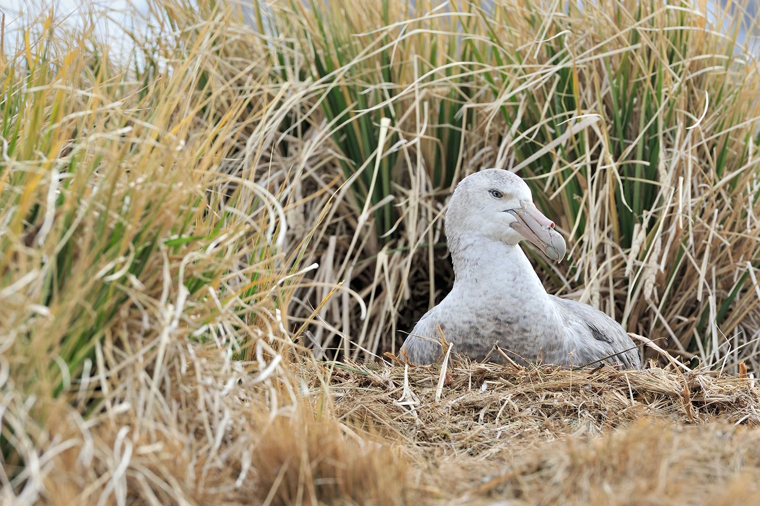 Riesensturmvogel Cobblers Cove — Foto: Oceanwide Expeditions