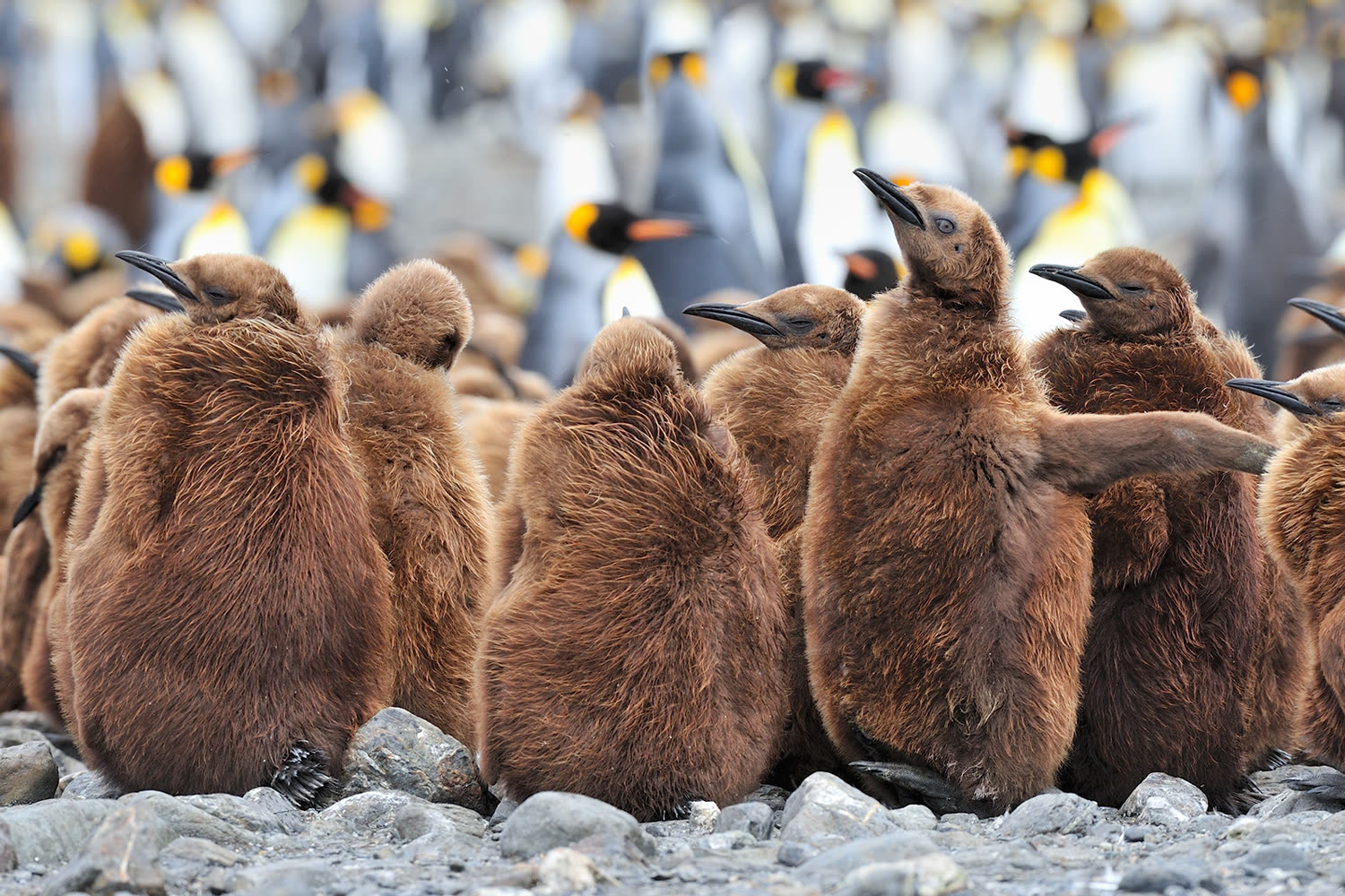 Königspinguine Fortuna Bay — Foto: Oceanwide Expeditions
