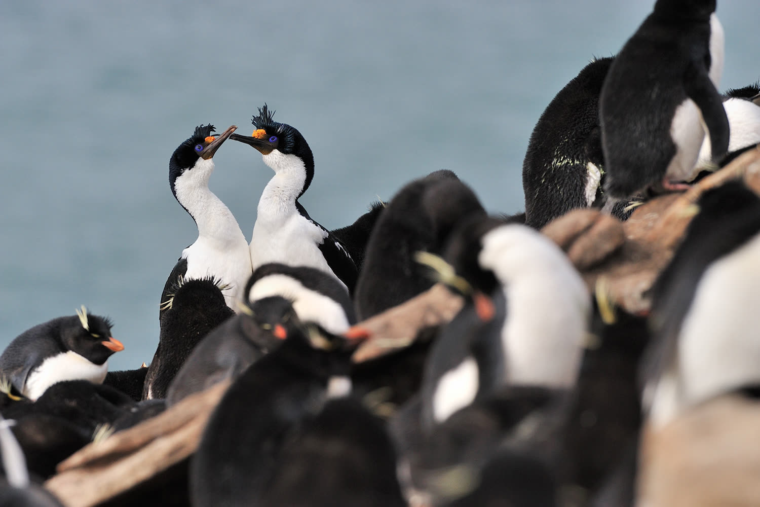 Felsenpinguin & Blauaugen-Scharbe Saunders — Foto: Oceanwide Expeditions