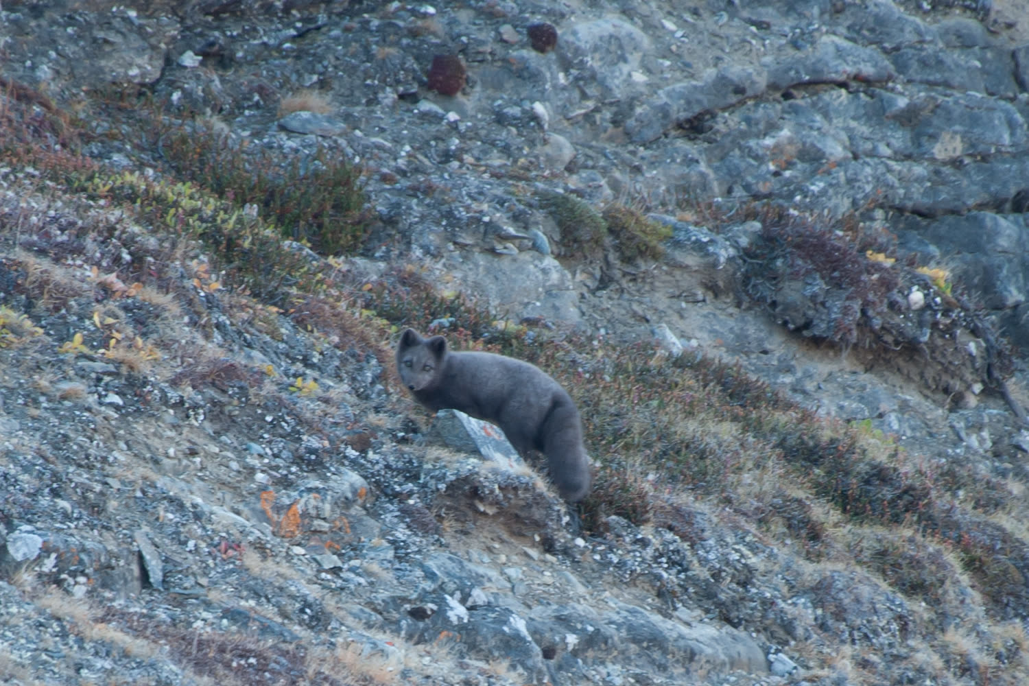 Polarfuchs in der Arktis — Foto: Oceanwide Expeditions