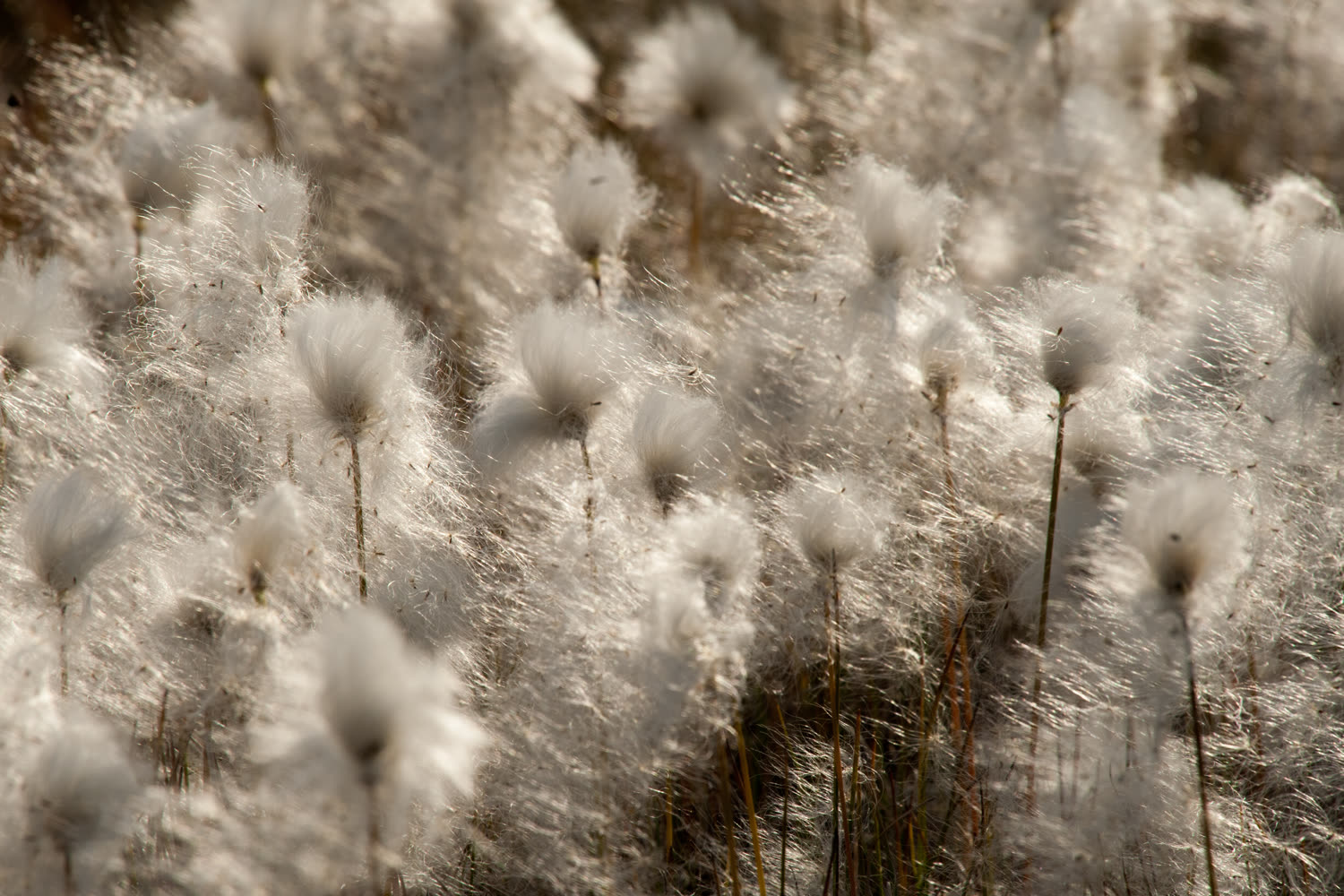 Wollgras im Herbstlicht — Foto: Oceanwide Expeditions