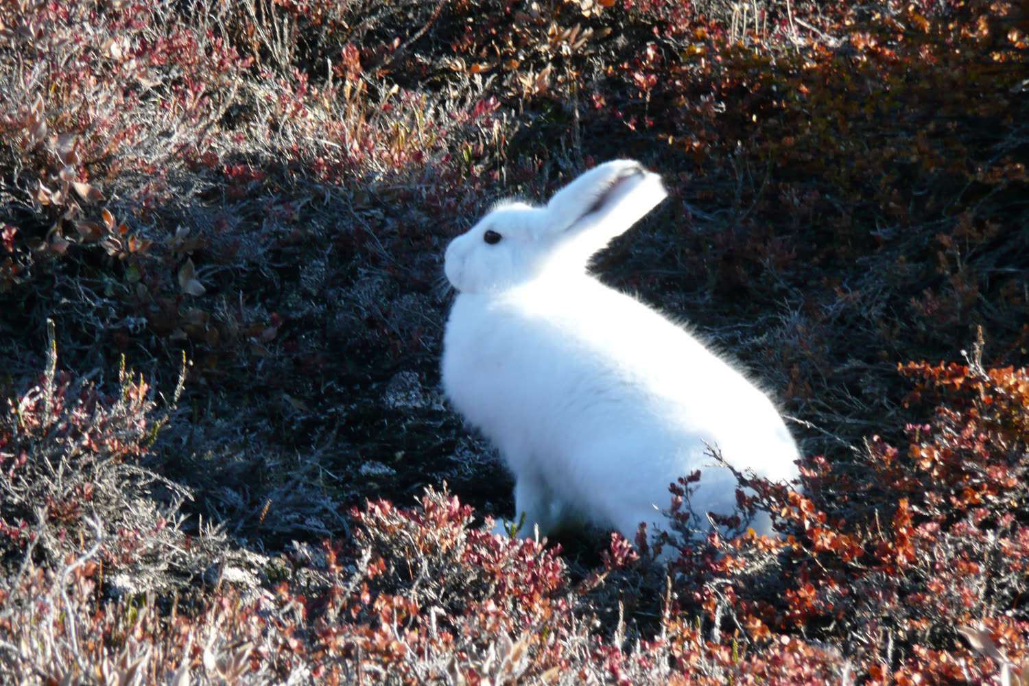 Polarhase im September — Foto: Oceanwide Expeditions