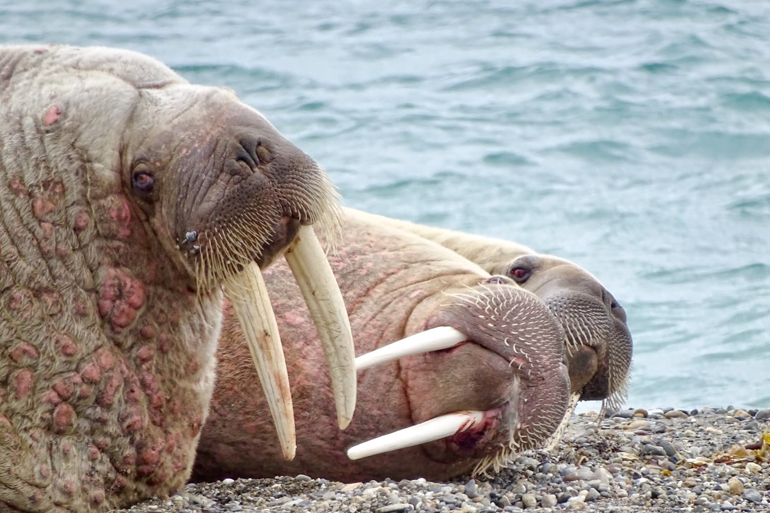 Walrosskolonie — Foto: Oceanwide Expeditions