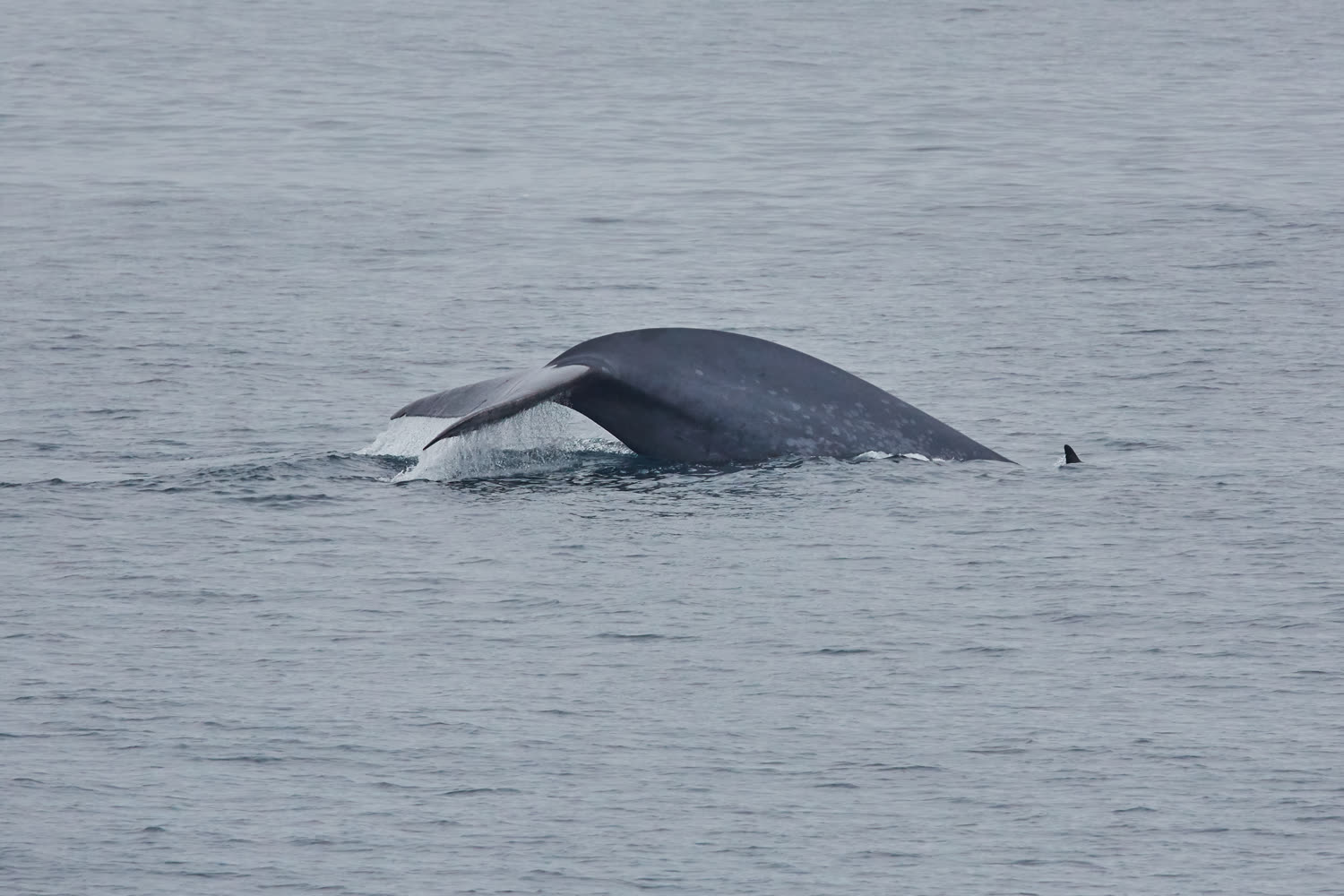 Blauwal vor Spitzbergen — Foto: Oceanwide Expeditions