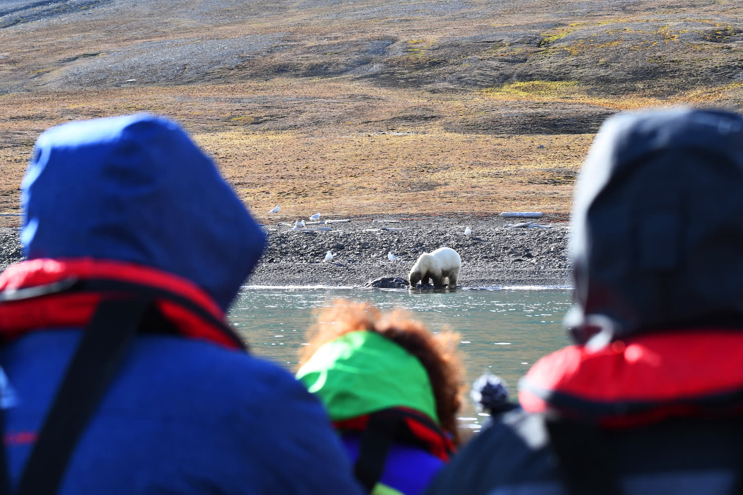 Eisbär auf Pack-Eis — Foto: Oceanwide Expeditions