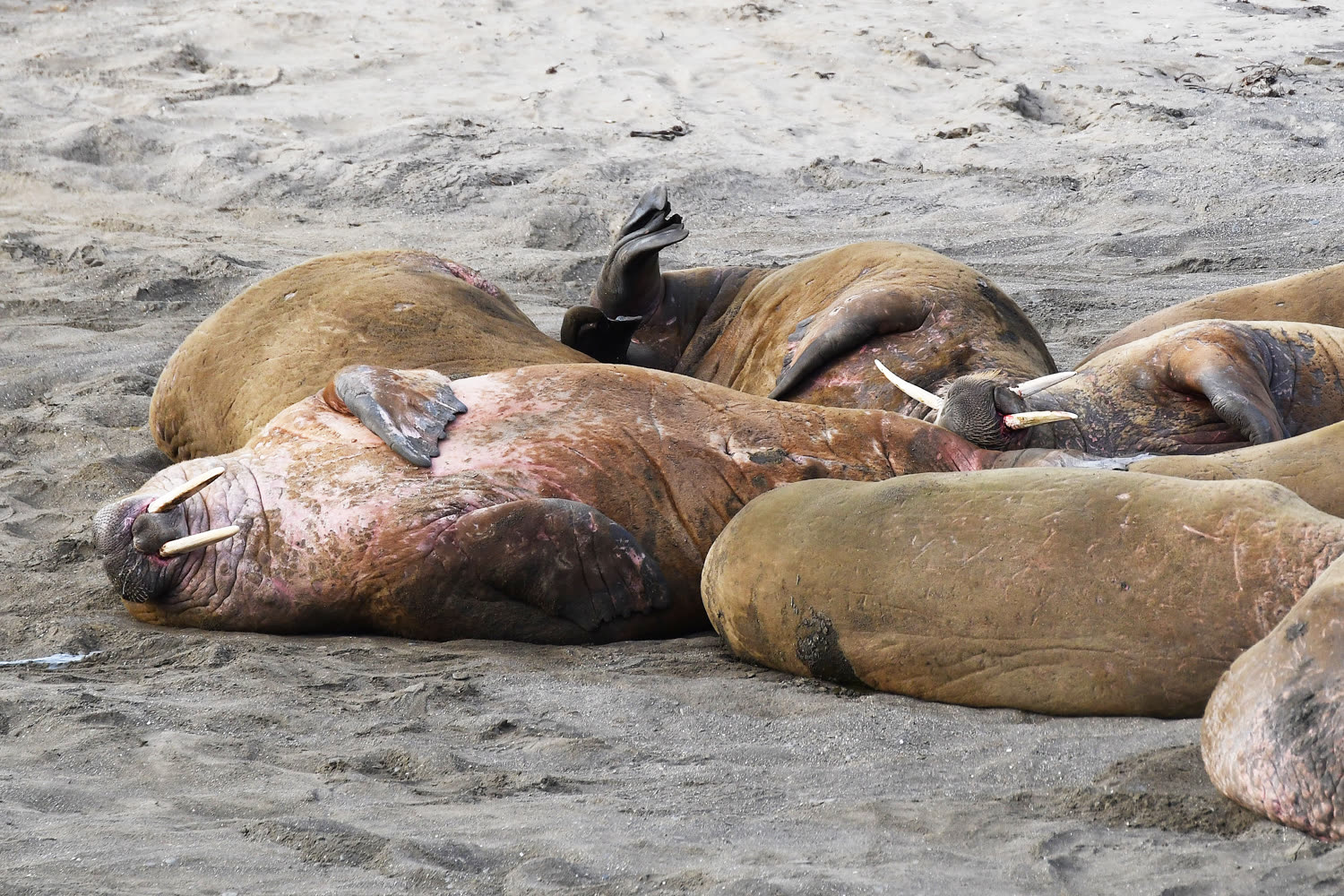 Walrosse bei Kapp Lee — Foto: Oceanwide Expeditions