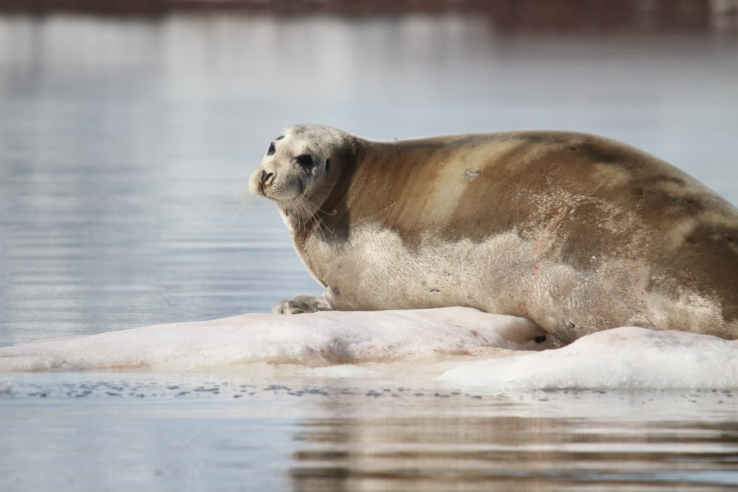 Bartrobbe auf Eisscholle — Foto: Oceanwide Expeditions