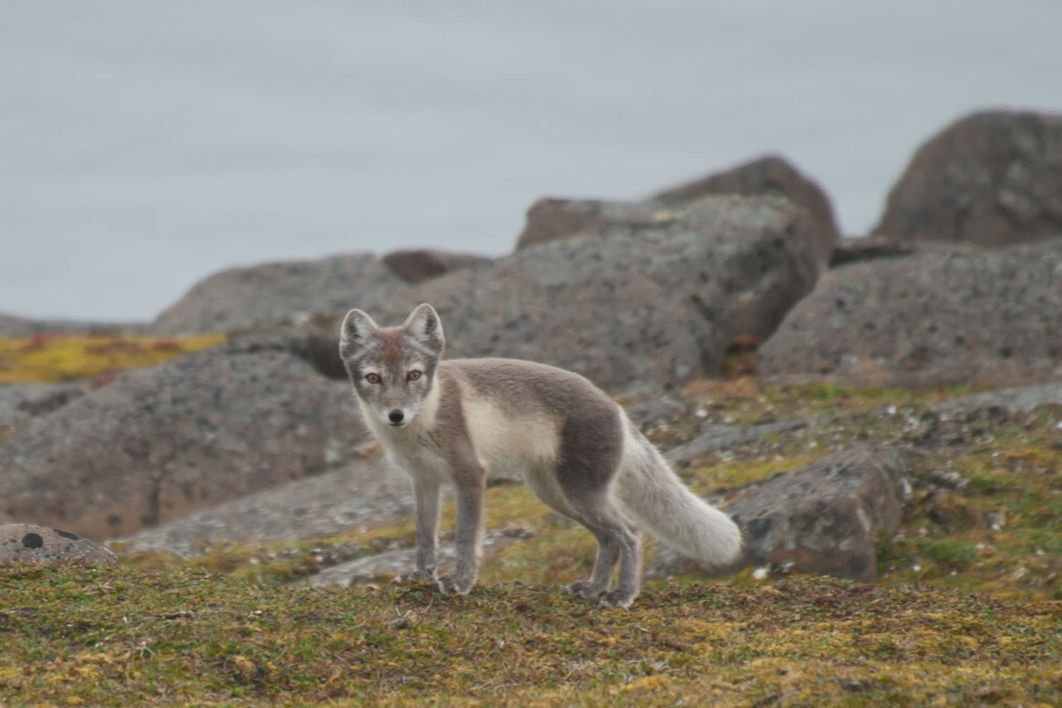 Polarfuchs in der Tundra — Foto: Oceanwide Expeditions